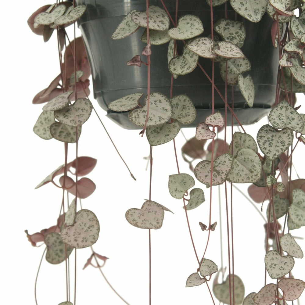  Grand Ceropegia Woodii - Chaîne De Coeurs 50cm - Plante D'intérieur