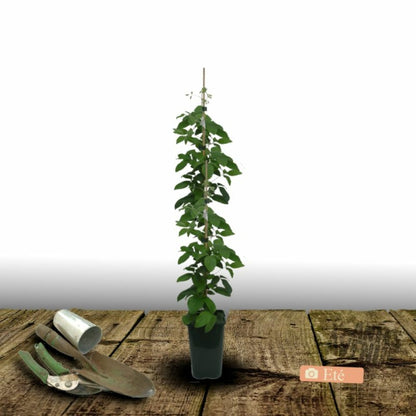 Clématite Proteus/[-]pot De 2l - Tuteur Bambou 60/90 Cm