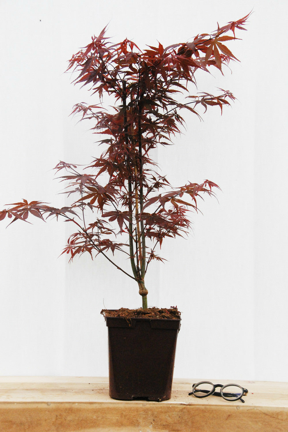  Erable 'skeeter's Broom' - En Pot De 4 Litres