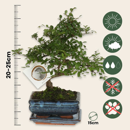  Bonsaï - Zelkova Serrata - Hauteur 20-25cm - ⌀15cm