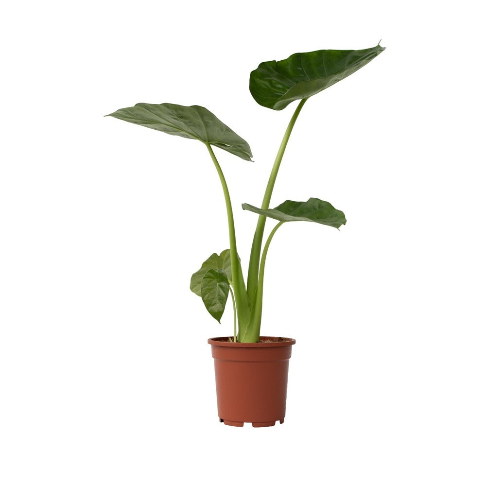  Plante à Grandes Feuilles - Alocasia 'macrorrhizos' - Hauteur 60-70cm - ⌀17cm