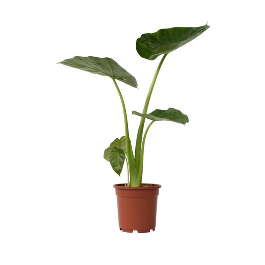  Plante à Grandes Feuilles - Alocasia 'macrorrhizos' - Hauteur 60-70cm - ⌀17cm
