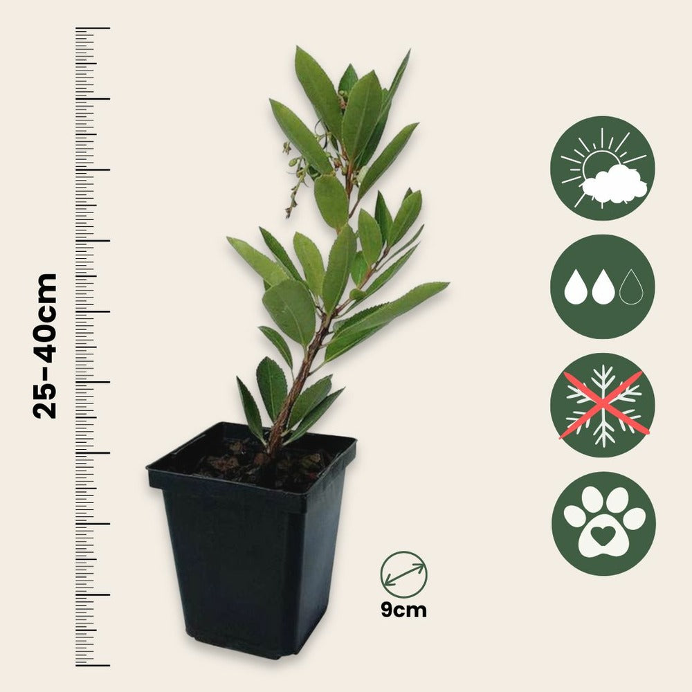  Fruits De L'arbousier - Set De 6 - Arbutus 'unedo' - Hauteur 25-40cm - ⌀9cm